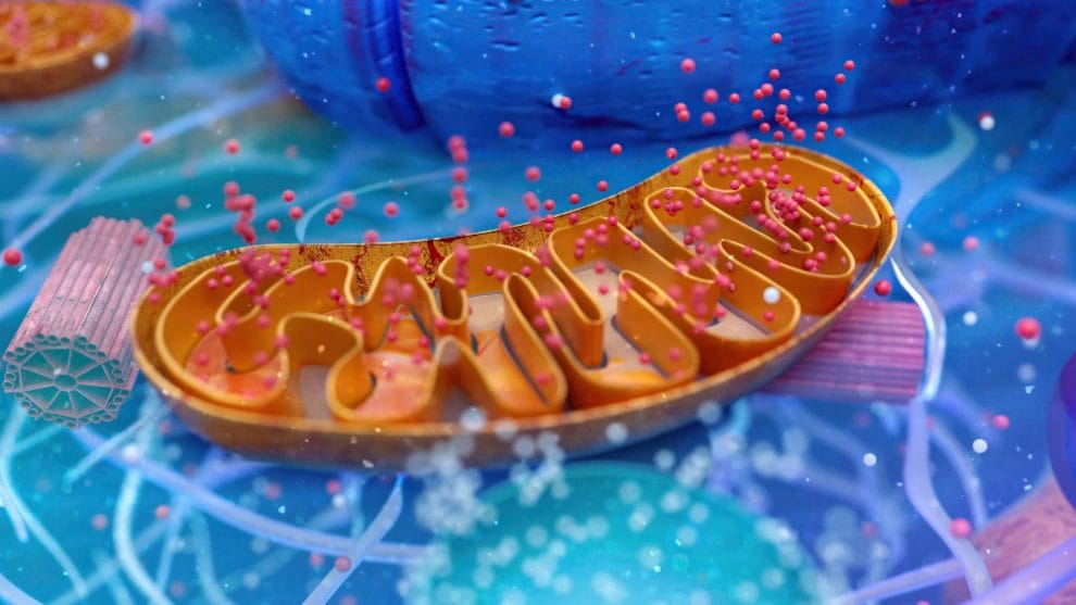 Best Mitochondria Supplement