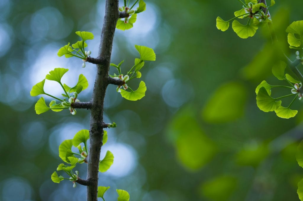 Ginkgo Biloba and Memory