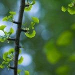 Ginkgo Biloba and Memory: Does It Really Work?